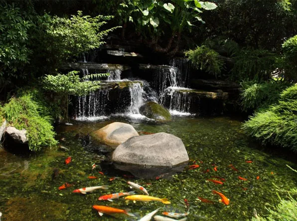 Thi công hồ cá Koi
