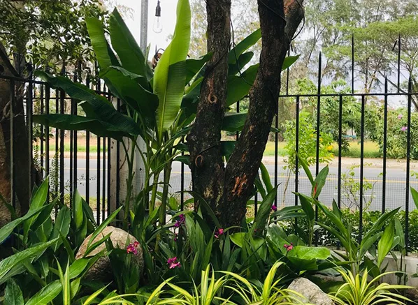 Thi công sân vườn nhà phố - Phú Mỹ Hưng