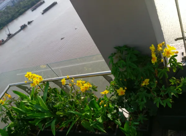 Thi công vườn trên mái căn hộ penthouse - Đảo Kim Cương
