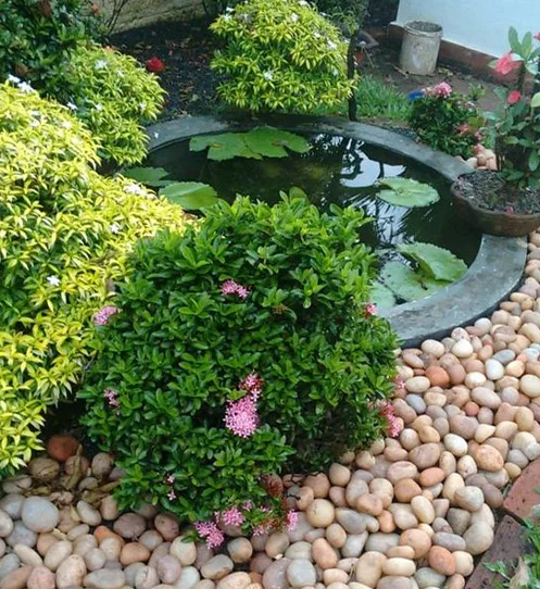 Thiết kế ao vườn đẹp