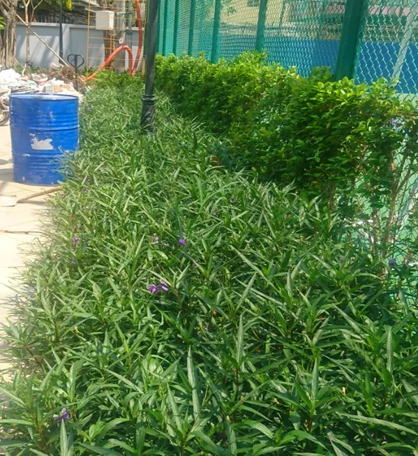 Thiết kế cảnh quan sân vườn chung cư