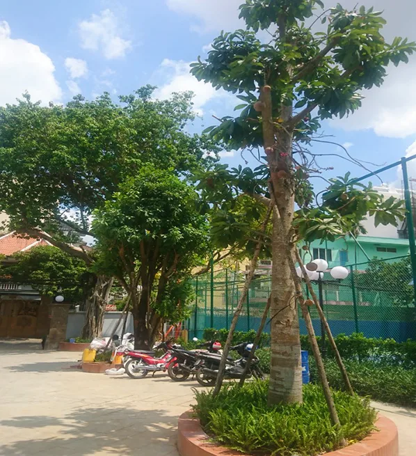 Thiết kế cảnh quan sân vườn chung cư