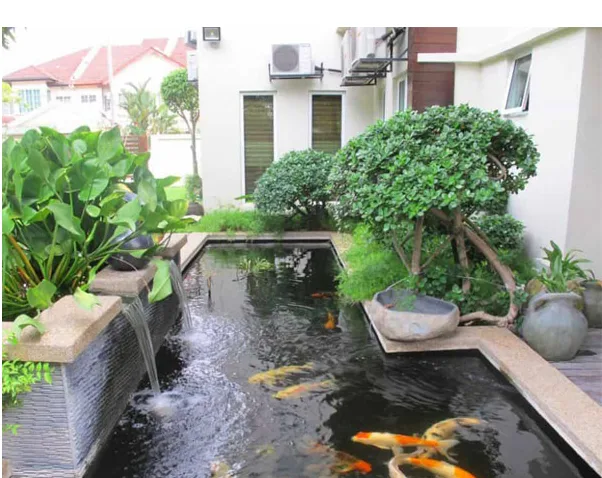 Thiết kế hồ cá Koi