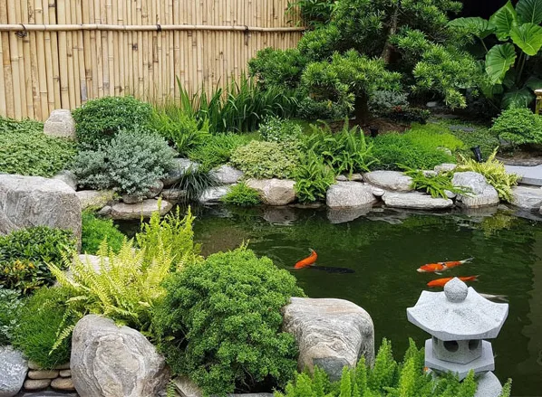 Thiết kế hồ cá Koi