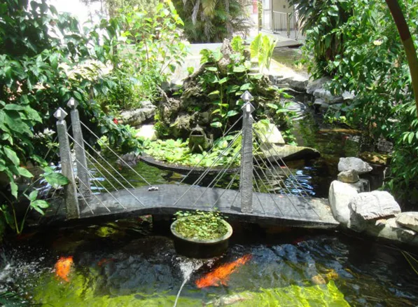 Thiết kế hồ cá Koi