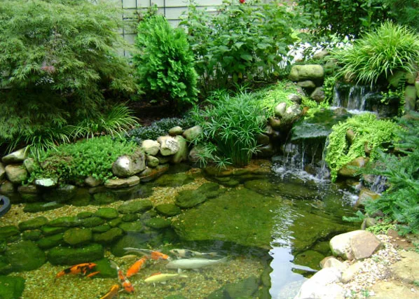 Thiết kế hồ cá Koi