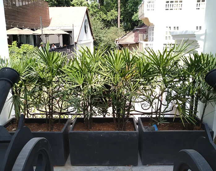 Thiết kế thi công cảnh quan nhà phố quận 1