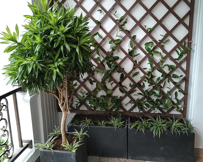 Thiết kế thi công cảnh quan nhà phố quận 1