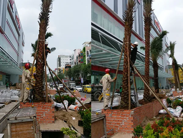 Thiết kế thi công cảnh quan trung tâm thương mại Vạn Hạnh Mall quận 10