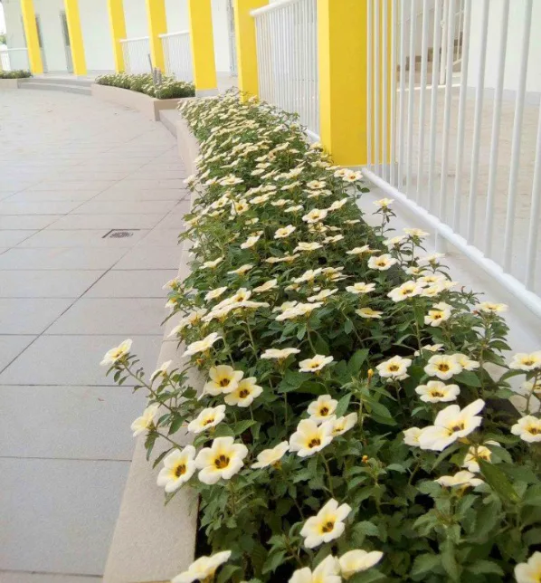 Thiết kế thi công cảnh quan trường mầm non Blue Sky