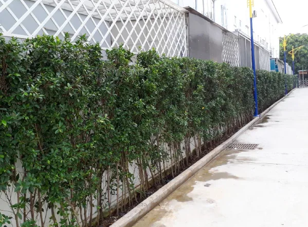 Thiết kế thi công cảnh quan trường mầm non Blue Sky