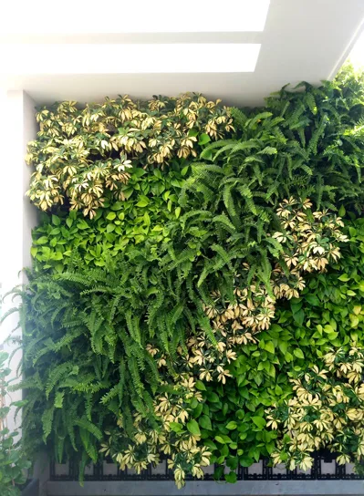 Thiết kế thi công sân vườn Bình Chánh – Cô Phước