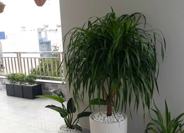 Thiết kế thi công sân vườn Bình Chánh – Cô Phước