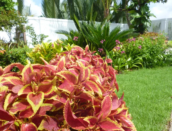 Thiết kế thi công sân vườn Nhà Bè