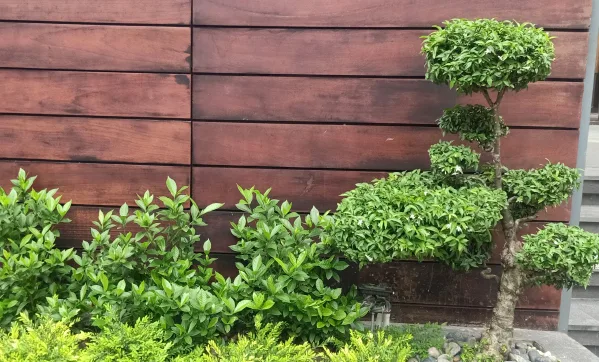 Thiết kế thi công sân vườn nhà phố quận 10