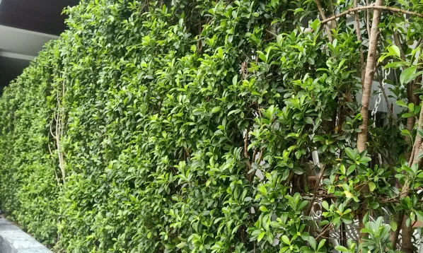 Thiết kế thi công sân vườn nhà phố quận 10