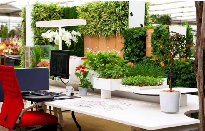 Thiết kế và bố trí cây cảnh sân vườn