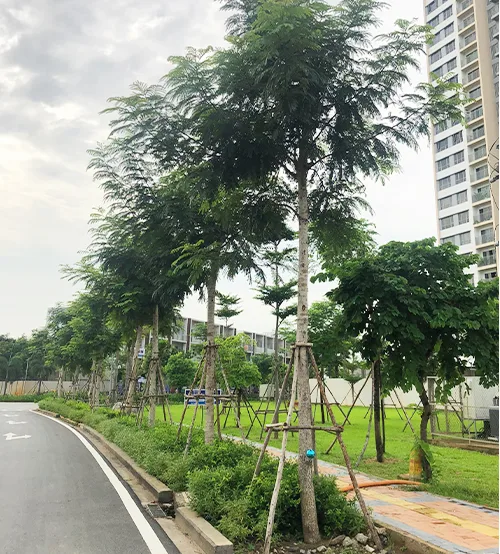 Thiết kế và thi công cảnh quan đẹp