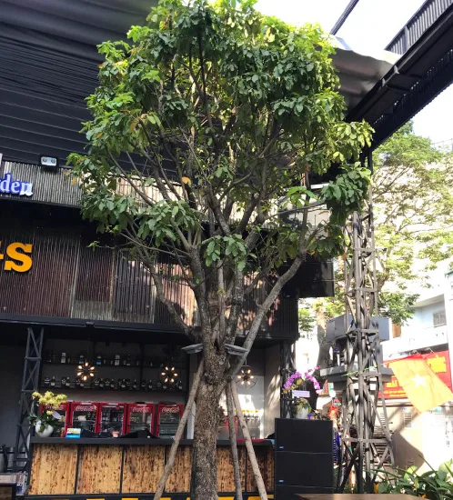 Thiết kế và thi công cảnh quan nhà hàng The Gangs