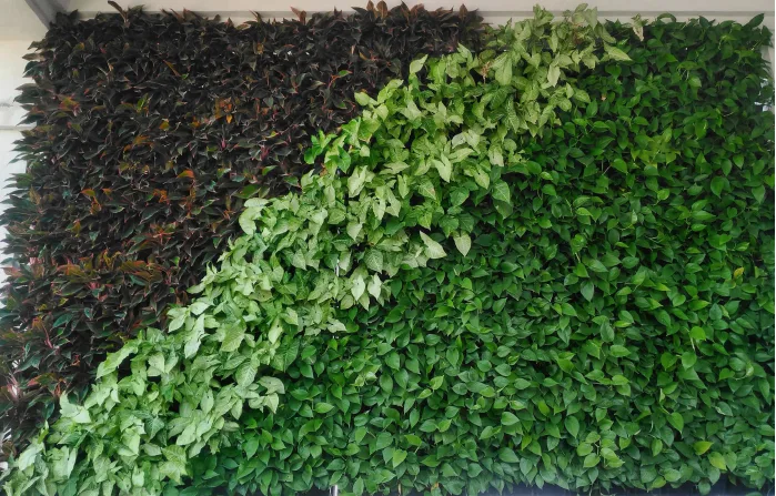Thiết kế và thi công sân vườn biệt thự Lavilla