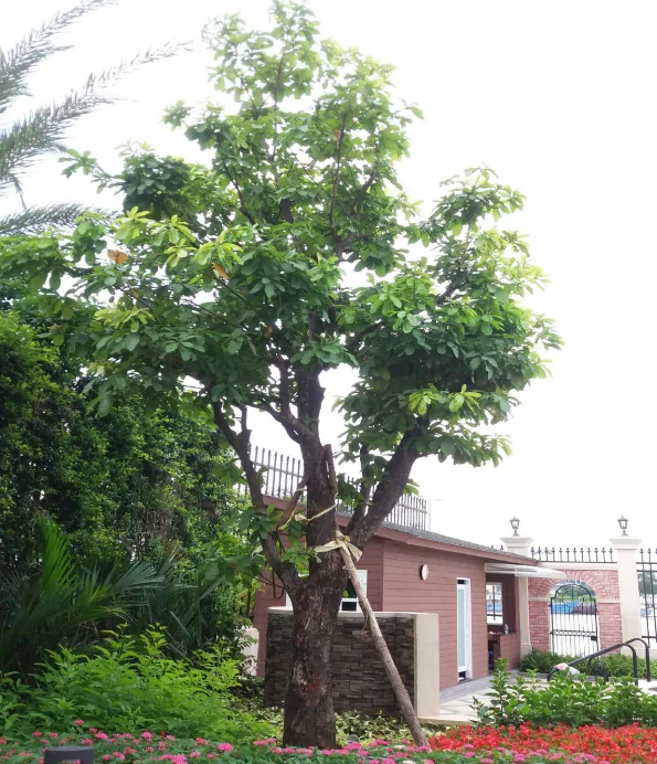 Thiết kế và thi công sân vườn biệt thự Lavilla