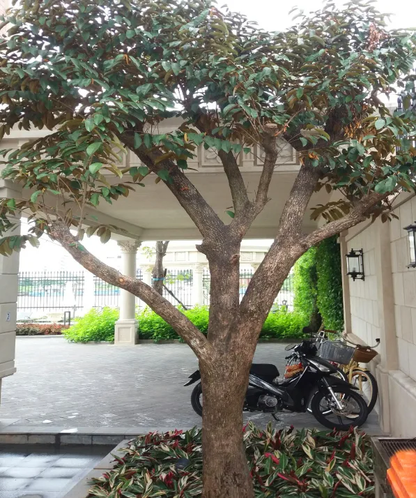 Thiết kế và thi công sân vườn biệt thự Lavilla