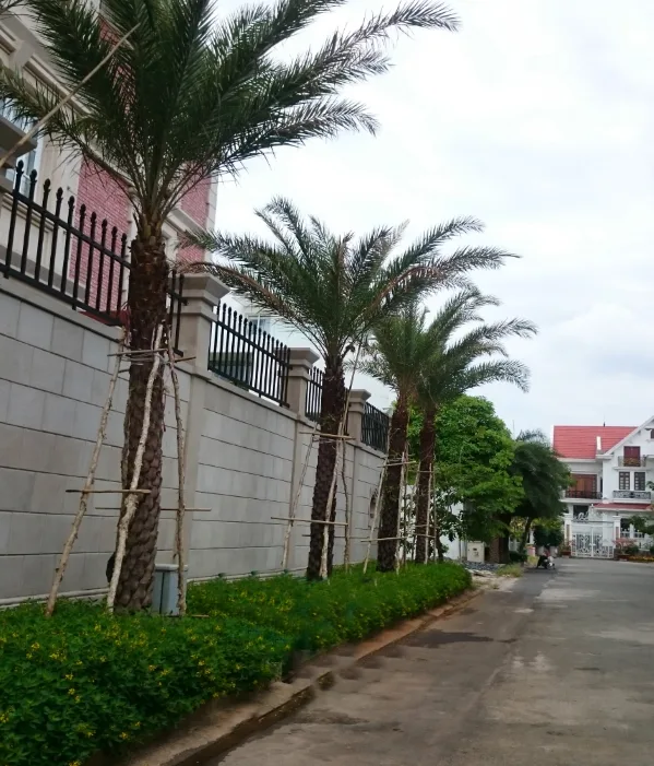 Thiết kế và thi công sân vườn biệt thự Lavilla