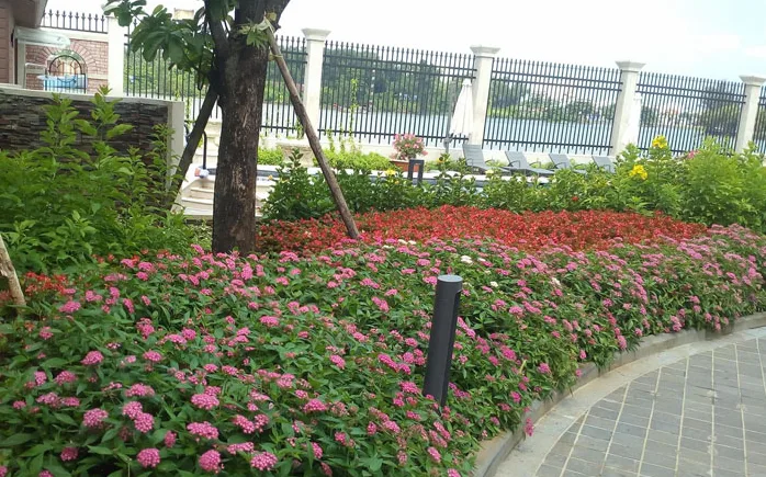 Thiết kế và thi công sân vườn biệt thự Lavilla