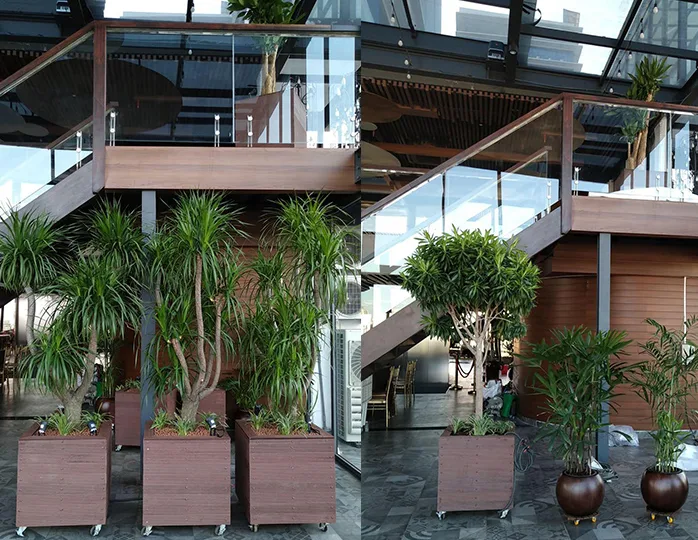 Thiết kế thi công tiểu cảnh Capella