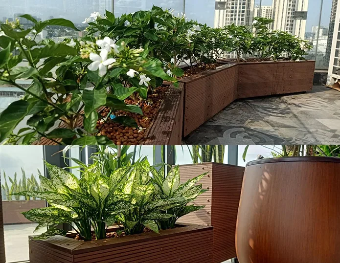 Thiết kế thi công tiểu cảnh Capella