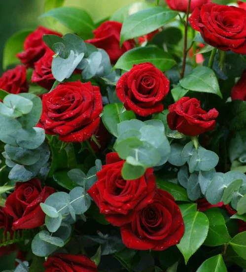 Ý nghĩa phong thủy những loại hoa màu đỏ