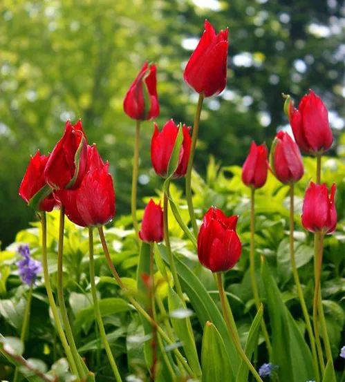 Ý nghĩa phong thủy những loại hoa màu đỏ