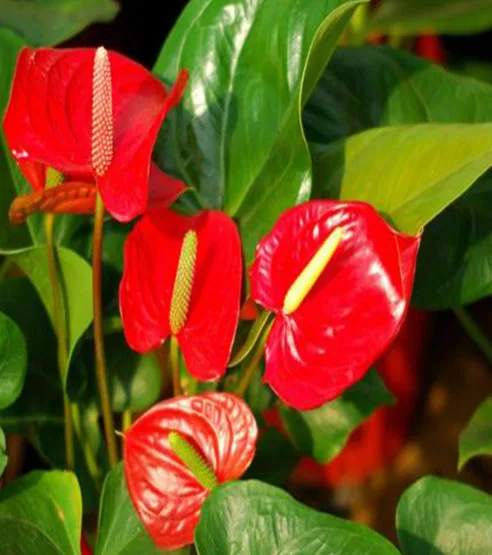 Ý nghĩa phong thủy những loại hoa màu đỏ