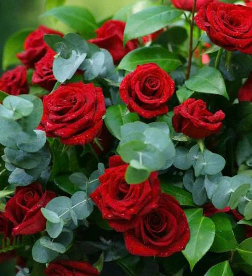 Ý nghĩa phong thủy những loại hoa màu đỏ